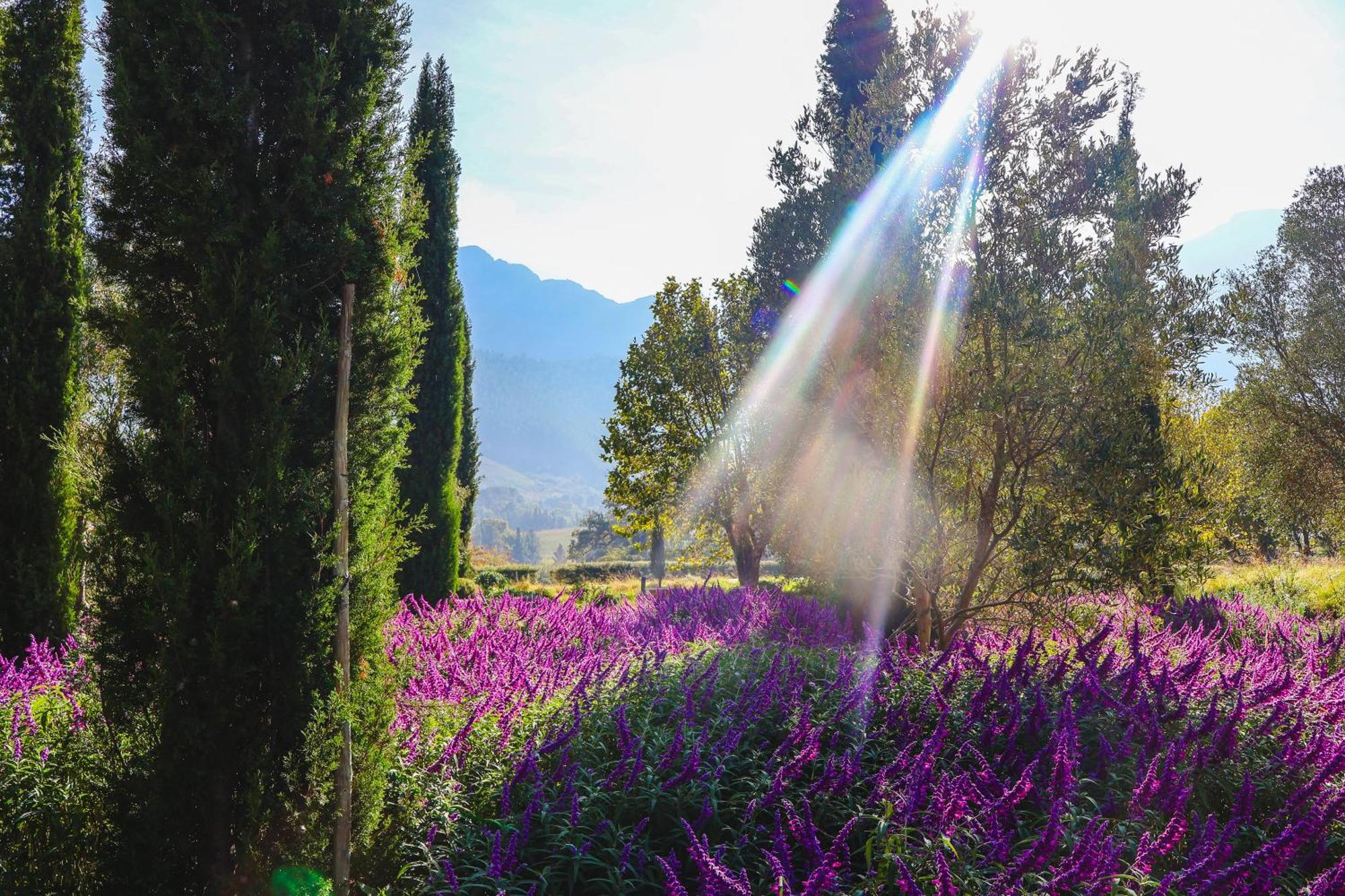 La Franschhoek